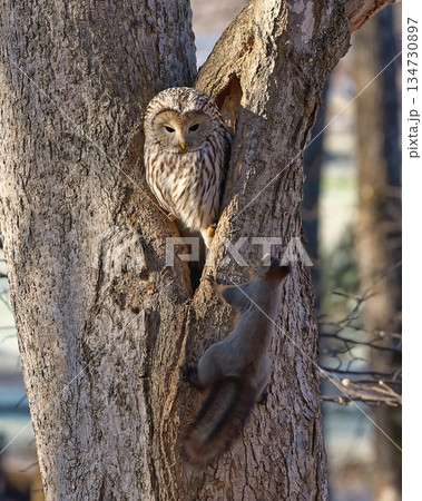 野鳥　エゾフクロウ　野生動物　エゾリス 134730897
