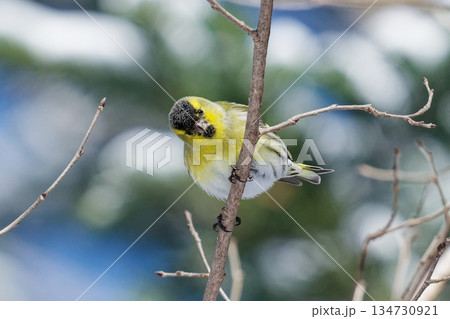 野鳥　マヒワ 134730921