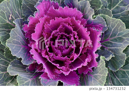 ピンクの薔薇のような葉牡丹 ピンクの薔薇のような葉牡丹 134731232