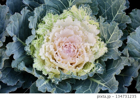 薔薇のような葉牡丹 134731235