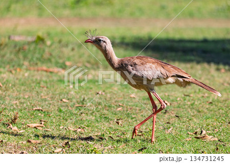 Red-legged seriema (Cariama cristata), Corumba, Pantanal Mato Grosso do Sul Brazil. Brazilian wildlife and birdwatching. 134731245