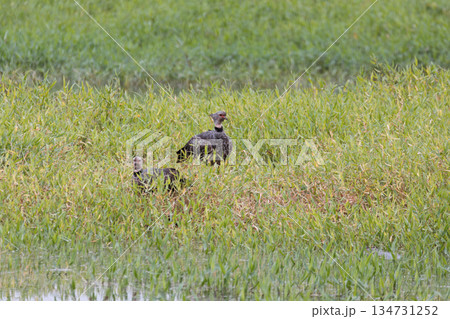 Southern screamer (Chauna torquata), Corumba, South Pantanal Mato Grosso do Sul, Brazil. Brazilian wildlife and birdwatching. Southern screamer (Chauna torquata), Corumba, South Pantanal Mato Grosso do Sul, Brazil. Brazilian wildlife and birdwatching. 134731252