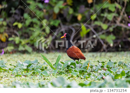 Northern Jacana (Jacana spinosa), Corumba, South Pantanal Mato Grosso do Sul, Brazil. Brazilian wildlife and birdwatching. Northern Jacana (Jacana spinosa), Corumba, South Pantanal Mato Grosso do Sul, Brazil. Brazilian wildlife and birdwatching. 134731254