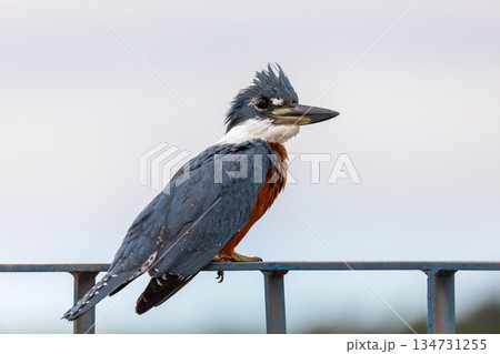 Ringed kingfisher (Megaceryle torquata), South Pantanal Mato Grosso do Sul, Brazil. Brazilian wildlife and birdwatching. 134731255