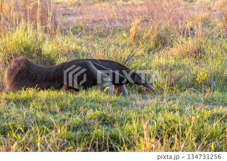 Giant anteater (Myrmecophaga tridactyla), Pocone, Mato Grosso do Sul, Brazil. Brazilian wildlife. 134731256