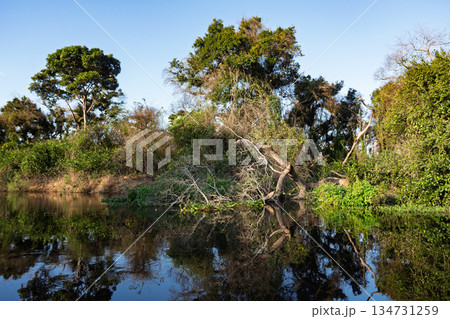 Wild untouched South Pantanal wetlands landscape. Corumba, Mato Grosso do Sul, Brazil. Brazilian nature and wilderness. 134731259