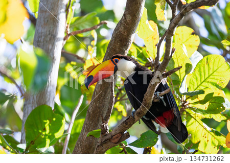 Magnificent Toco Toucan (Ramphastos toco), South Pantanal, Mato Grosso do Sul, Brazil. Brazilian wildlife and birdwatching. 134731262