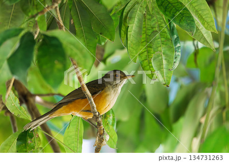 Rufous-bellied thrush (Turdus rufiventris), Corumba, Pantanal Mato Grosso do Sul Brazil. Brazilian wildlife and birdwatching. Rufous-bellied thrush (Turdus rufiventris), Corumba, Pantanal Mato Grosso do Sul Brazil. Brazilian wildlife and birdwatching. 134731263
