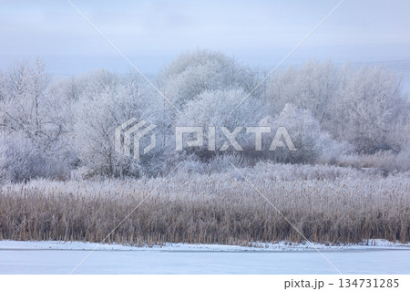 Frosty Morning at the Lake: Rime Ice Coating Trees and Reeds in Winter Frosty Morning at the Lake: Rime Ice Coating Trees and Reeds in Winter 134731285