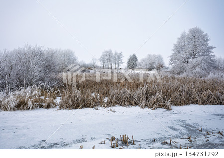 Frosty Marsh Landscape, Winter in South Moravia, Czech Republic Frosty Marsh Landscape, Winter in South Moravia, Czech Republic 134731292