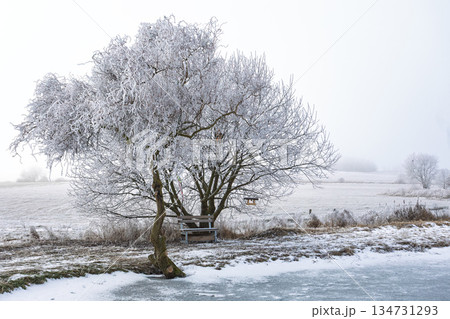 Hoarfrost Covered Weeping Willow Tree Near Frozen Water, South Moravia, Czech Republic 134731293