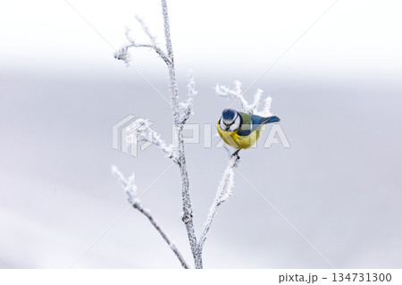 Eurasian Blue Tit (Cyanistes caeruleus) Perched on a Frosty Twig in Winter. South Moravia, Czech Republic Eurasian Blue Tit (Cyanistes caeruleus) Perched on a Frosty Twig in Winter. South Moravia, Czech Republic 134731300