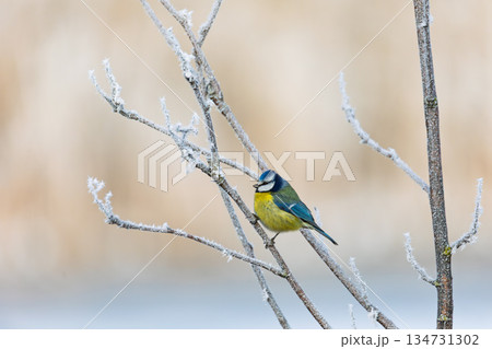 Eurasian Blue Tit (Cyanistes caeruleus) Perched on a Frosty Twig in Winter. South Moravia, Czech Republic 134731302