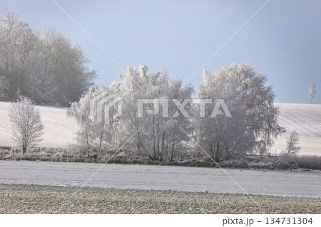 Frost-Covered Birch Trees in Winter Landscape, Europe, South Moravia, Czech Republic 134731304