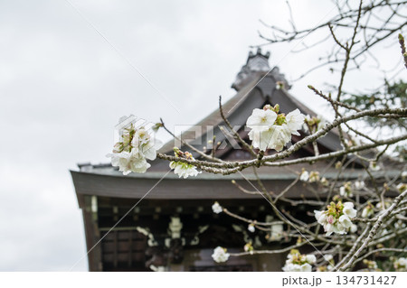 ロンドン郊外のキューガーデンにある日本庭園に設置された歴史的な建物の勅使門と春の桜 ロンドン郊外のキューガーデンにある日本庭園に設置された歴史的な建物の勅使門と春の桜 134731427