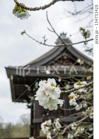 ロンドン郊外のキューガーデンにある日本庭園に設置された歴史的な建物の勅使門と春の桜 134731428