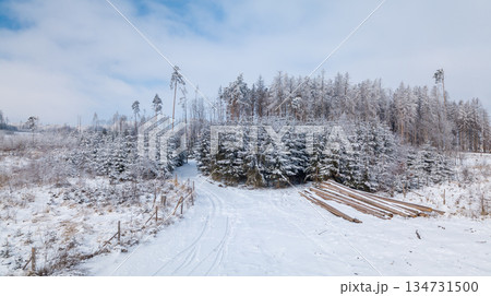 Winter Forest Landscape with Timber Logs in Highland, Vysocina, Czech Republic Winter Forest Landscape with Timber Logs in Highland, Vysocina, Czech Republic 134731500
