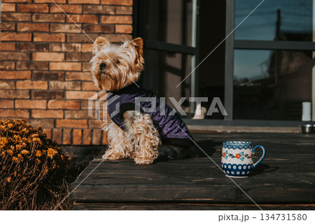 Yorkshire terrier dog wearing a purple coat sits on a wooden deck. A cute small Yorkie doggy sits on a wooden terrace in autumnal sunny day. Yorkshire terrier dog wearing a purple coat sits on a wooden deck. A cute small Yorkie doggy sits on a wooden terrace in autumnal sunny day. 134731580