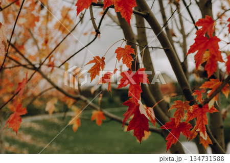 Vibrant red and orange or yellow maple leaves on a tree branch in autumn. The colorful foliage create a stunning contrast against green background. Vibrant red and orange or yellow maple leaves on a tree branch in autumn. The colorful foliage create a stunning contrast against green background. 134731588
