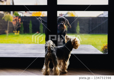 Two dogs - a big one and small one - looking through a glass door at each other. A Yorkshire terrier and Drahthaar looking through a glass door. Two dogs - a big one and small one - looking through a glass door at each other. A Yorkshire terrier and Drahthaar looking through a glass door. 134731598