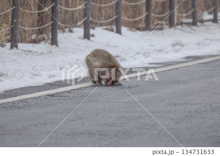 雪の中、アスファルト舗装をなめる日本猿 134731633