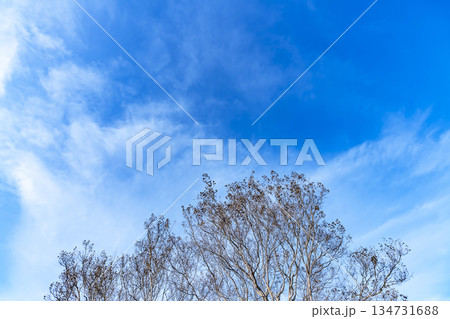 冬空と雲と木立 134731688