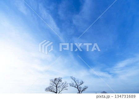 冬空と雲と木立 134731689