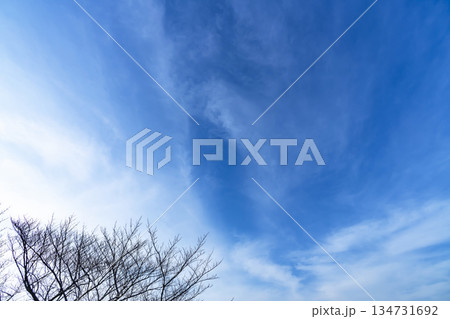 冬空と雲と木立 134731692