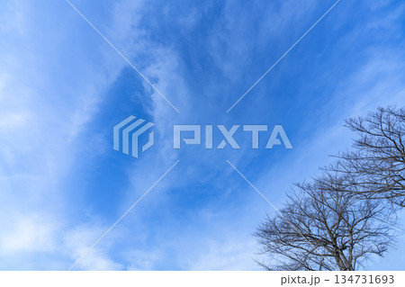 冬空と雲と木立 冬空と雲と木立 134731693