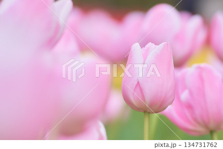 春の花壇に咲くピンク色のチューリップの花マンゴーチャームトライアンフ 134731762