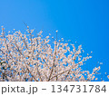 春爛漫の青空と満開の桜 134731784