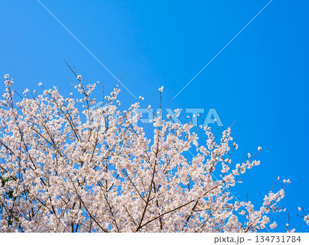 春爛漫の青空と満開の桜 春爛漫の青空と満開の桜 134731784