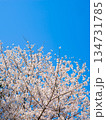 春爛漫の青空と満開の桜 134731785