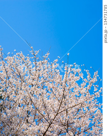 春爛漫の青空と満開の桜 134731785