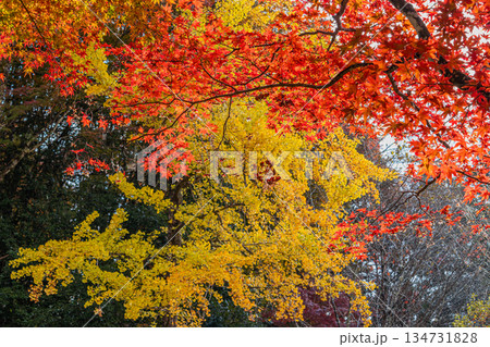 紅葉の風景(愛知県) 134731828