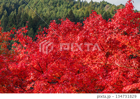 豊田市の大井平公園の風景(愛知県) 134731829