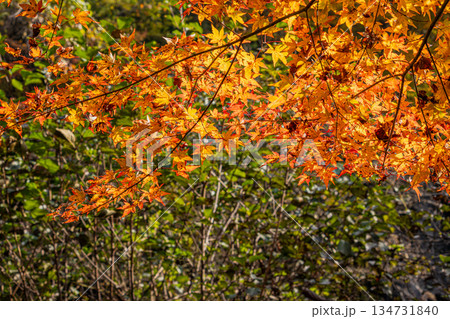 豊田市の大井平公園の風景(愛知県) 134731840