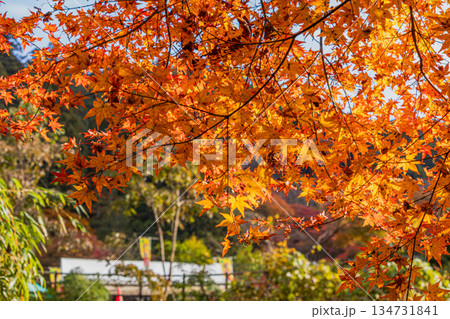 豊田市の大井平公園の風景(愛知県) 豊田市の大井平公園の風景(愛知県) 134731841