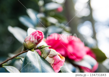 春の訪れを告げる赤い椿　ロンドン郊外のキューガーデンにて 134731843