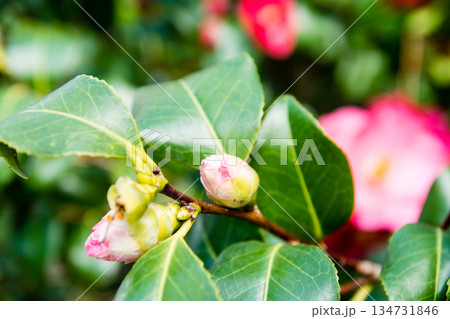 春の訪れを告げる赤い椿　ロンドン郊外のキューガーデンにて 134731846