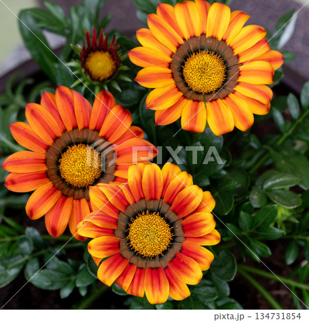 Overhead view of vibrant orange and yellow Gazania flowers. 134731854