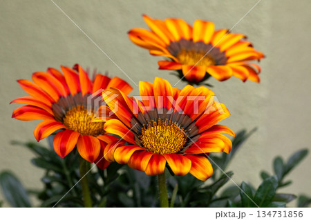 Orange and Yellow Gazania Flowers in Bloom Orange and Yellow Gazania Flowers in Bloom 134731856