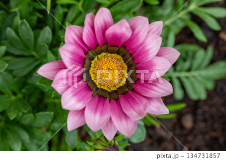Close-up of a vibrant pink flowering Gazania rigens plant, top view. Close-up of a vibrant pink flowering Gazania rigens plant, top view. 134731857