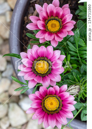 Close-up of three vibrant pink Gazania flowers in a pot. 134731860