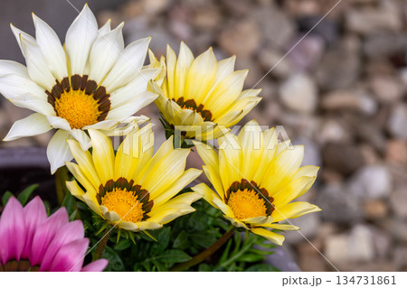Gazania Flowers with Colorful Blooms 134731861