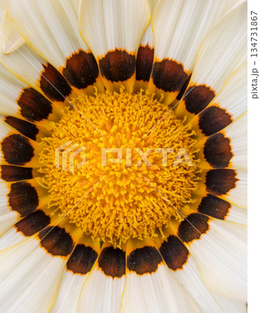 Gazania flower macro: creamy white petals, brown spots, yellow center. Gazania flower macro: creamy white petals, brown spots, yellow center. 134731867