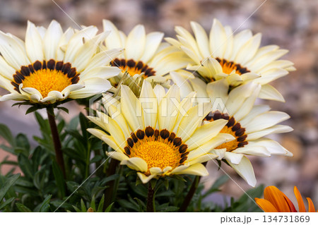 Closeup of Cream and Yellow Gazania Flowers Closeup of Cream and Yellow Gazania Flowers 134731869