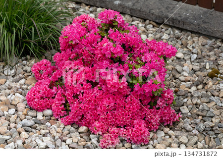 Profusion of Pink Azalea Shrub Blossoms, Landscaping Accent Profusion of Pink Azalea Shrub Blossoms, Landscaping Accent 134731872