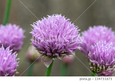 Close-up of purple chive blossoms in garden. 134731873