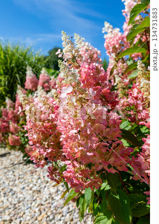 Hydrangea paniculata Pinky Winky in Summer 134731883
